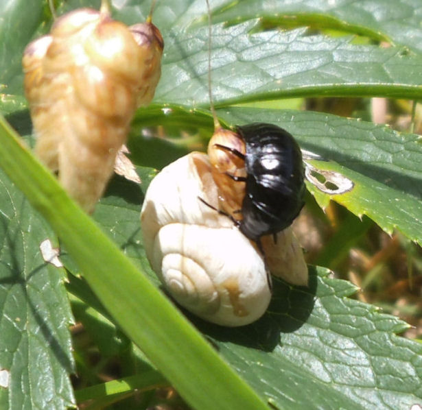 Quiz entomologico!